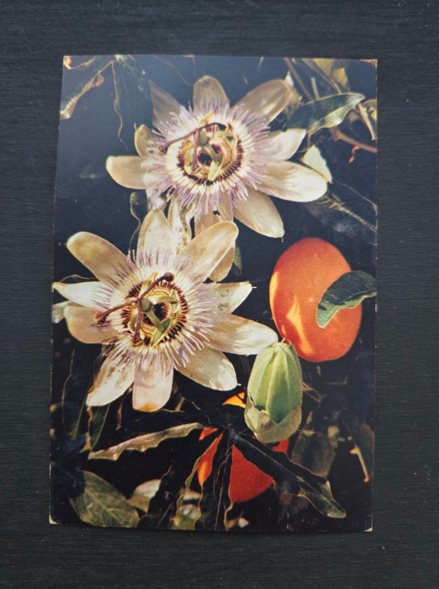 Passion Flower Postcard