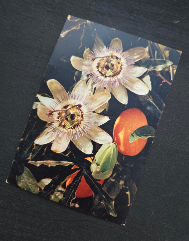 Passion Flower Postcard