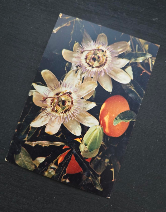 Passion Flower Postcard