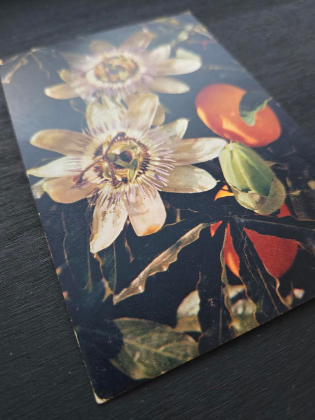 Passion Flower Postcard