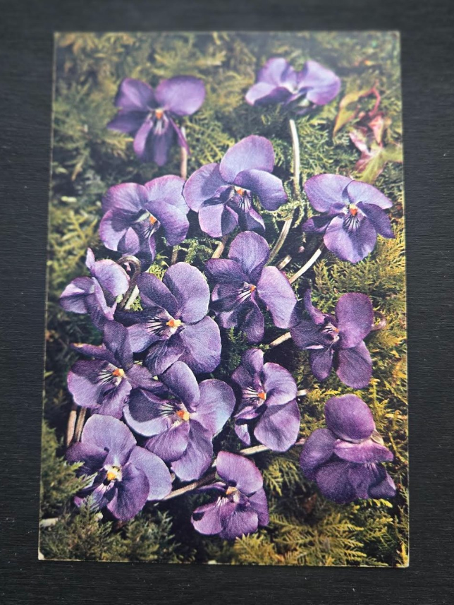 Violet Postcard