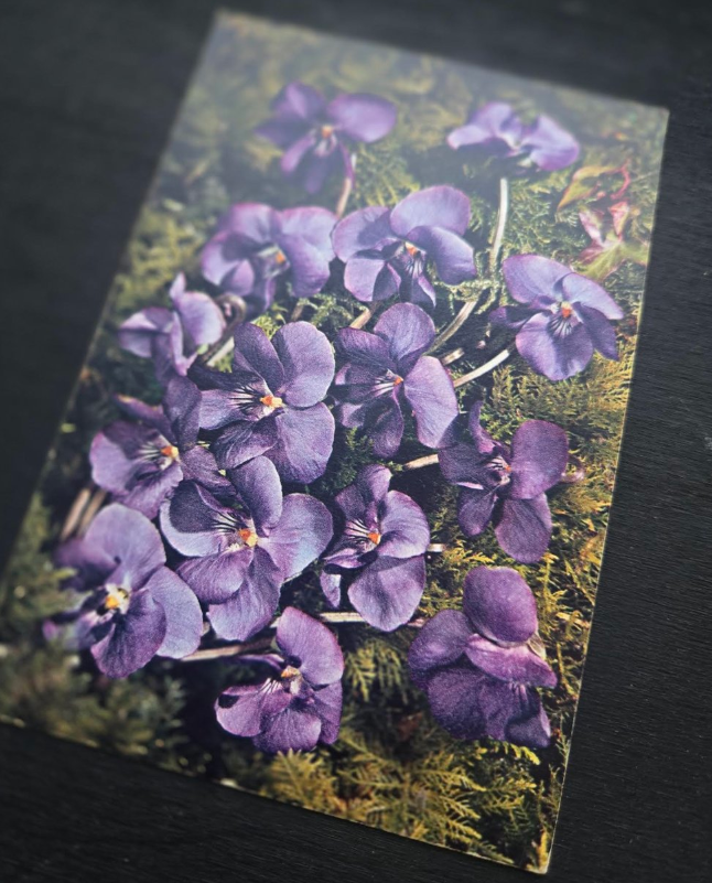 Violet Postcard
