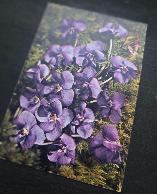 Violet Postcard