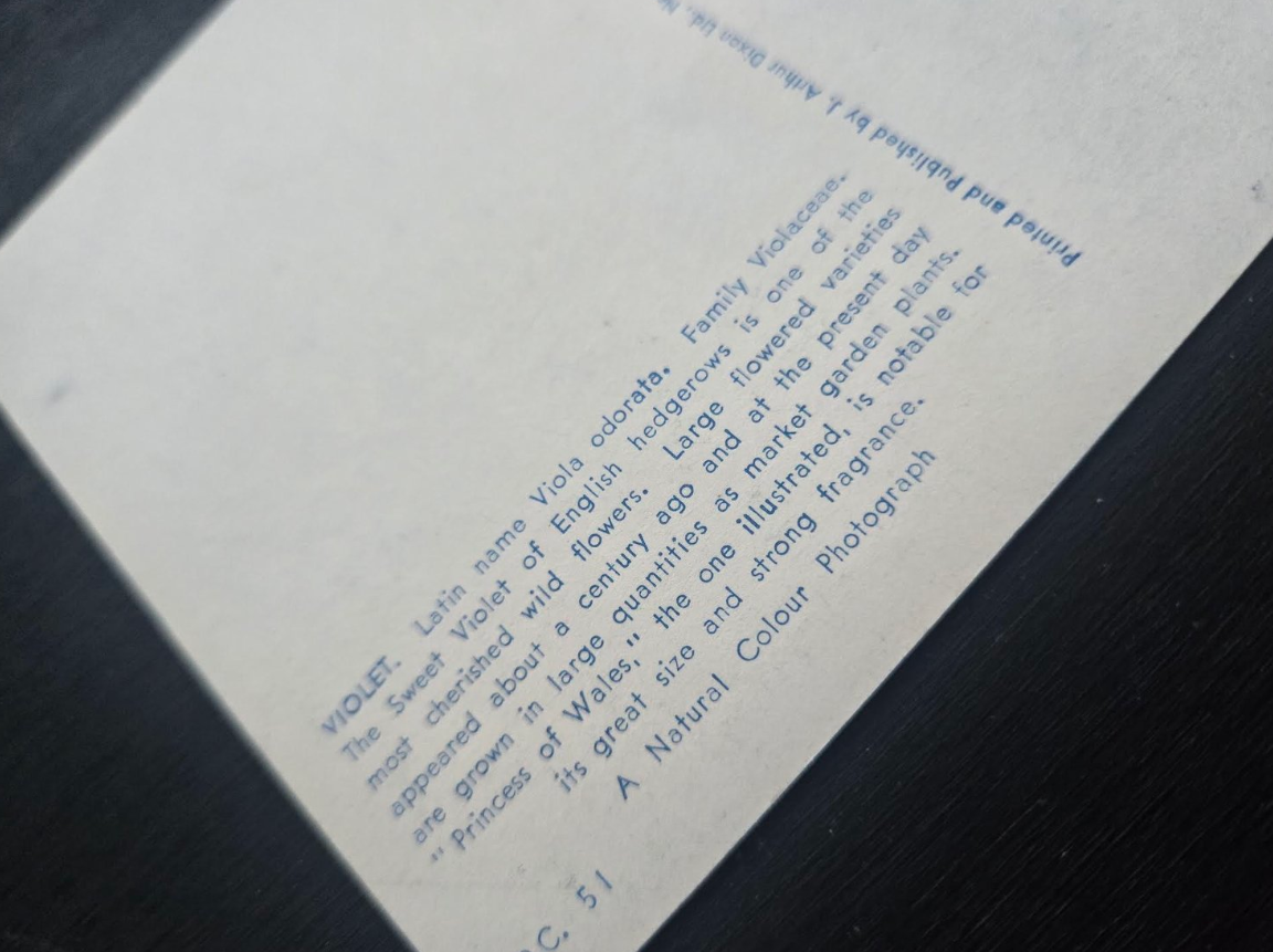Violet Postcard