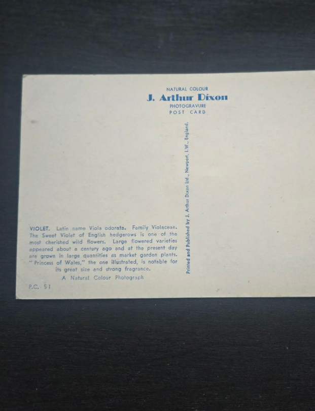 Violet Postcard