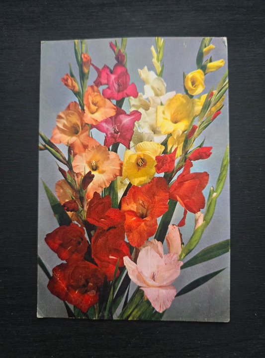 Gladiolus Postcard