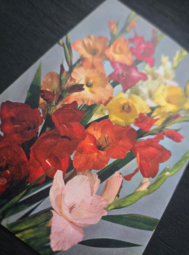 Gladiolus Postcard