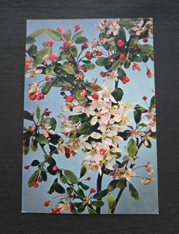 Crab Apple Tree Postcard