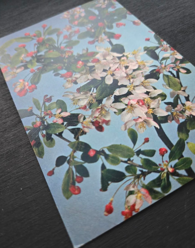 Crab Apple Tree Postcard