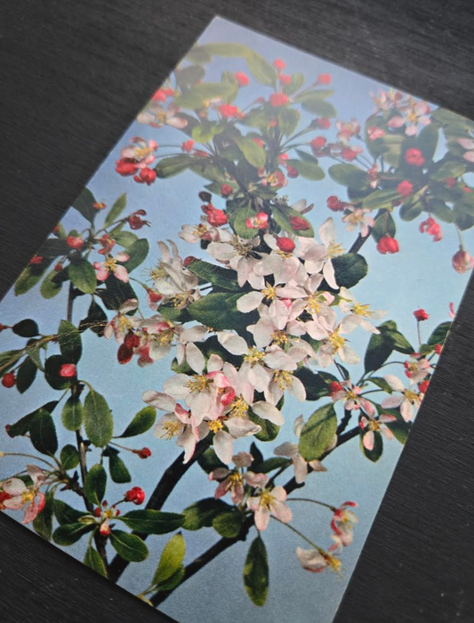 Crab Apple Tree Postcard