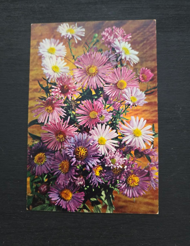 Aster Postcard