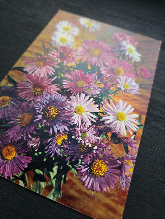 Aster Postcard
