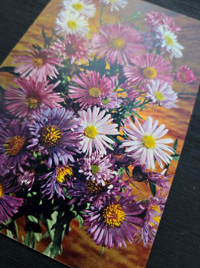 Aster Postcard