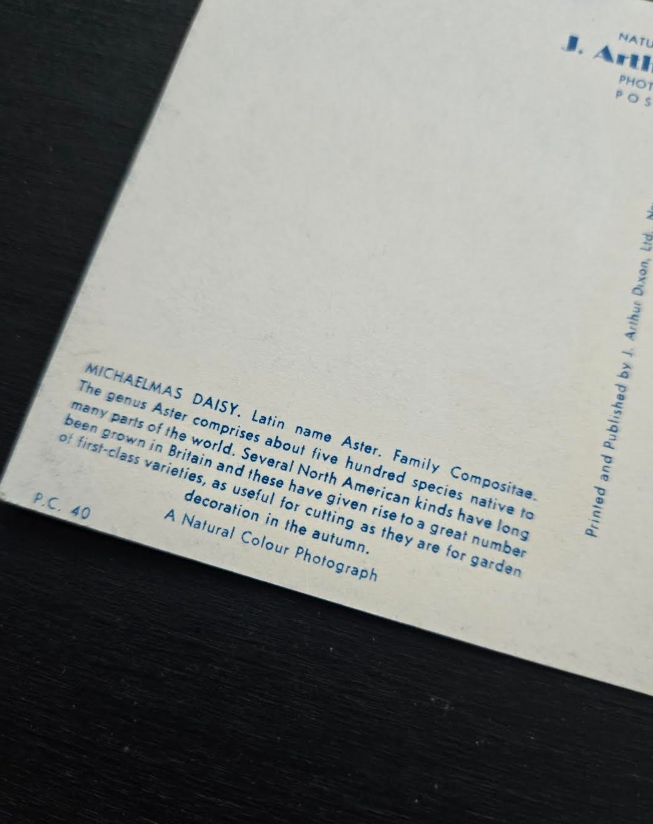 Aster Postcard