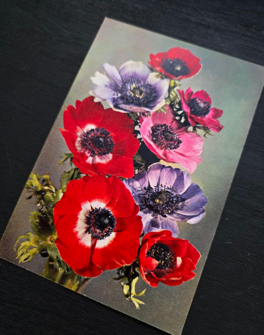 Anemone Postcard