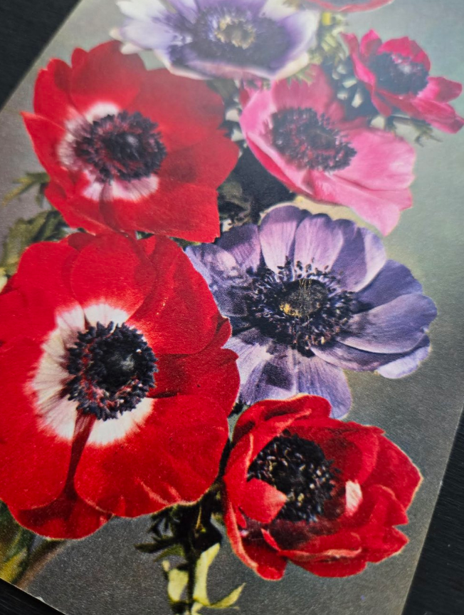 Anemone Postcard