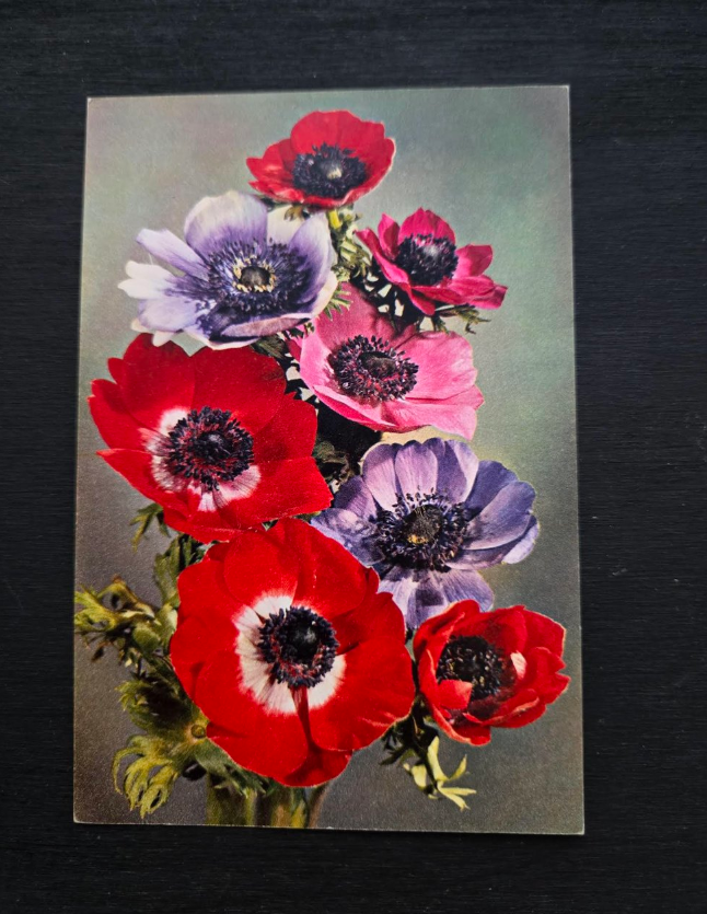Anemone Postcard